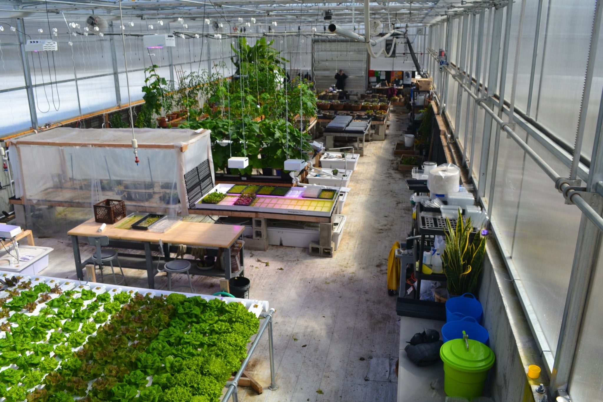 Greenhouse Program TLC Rolling Ridge