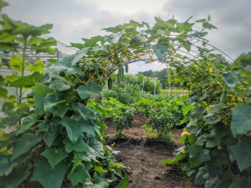 Greenhouse Program TLC Rolling Ridge