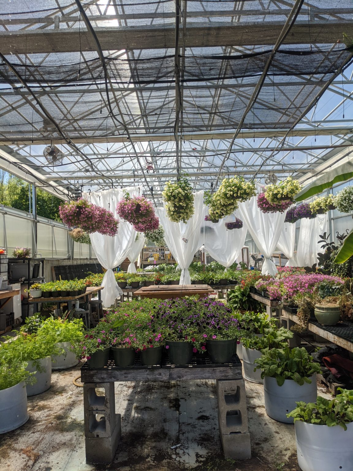 Greenhouse Program TLC Rolling Ridge